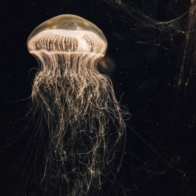 Free to read: Embracing the jellyfish: HILP events, risk agnosticism, and stress-testing resilience*What do we call events that defy expectations, overwhelm systems, and leave little time to react? Gianluca Pescaroli takes a look