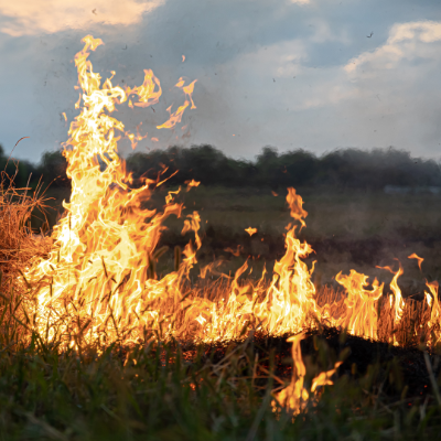 Can fuel treatment reduce wildfire risk?*September 2025: A new nationwide database developed by researchers at Northern Arizona University combined decades of wildfire and fuel treatment data says yes, offering insights into the effectiveness of fuel treatments