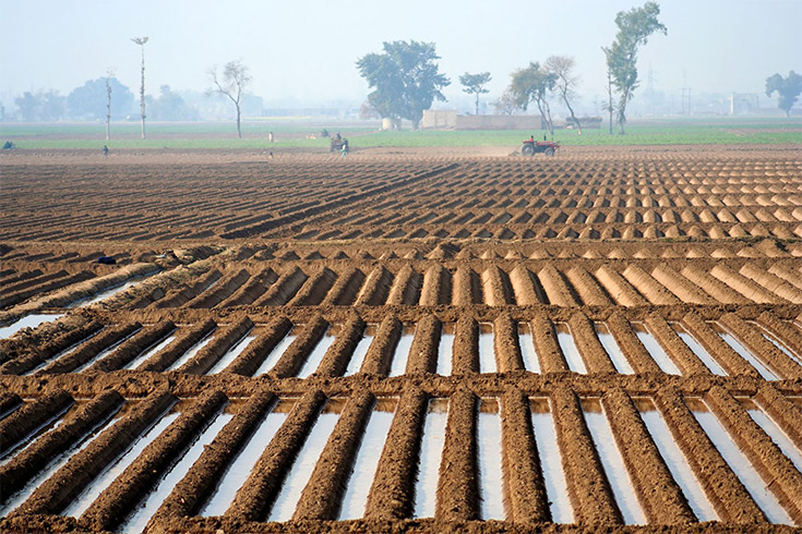 fields