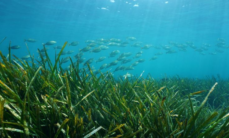 97578938 s shoal resized