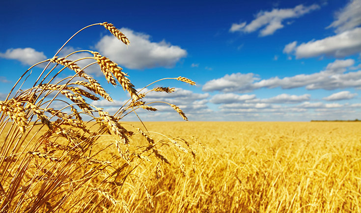 food-security