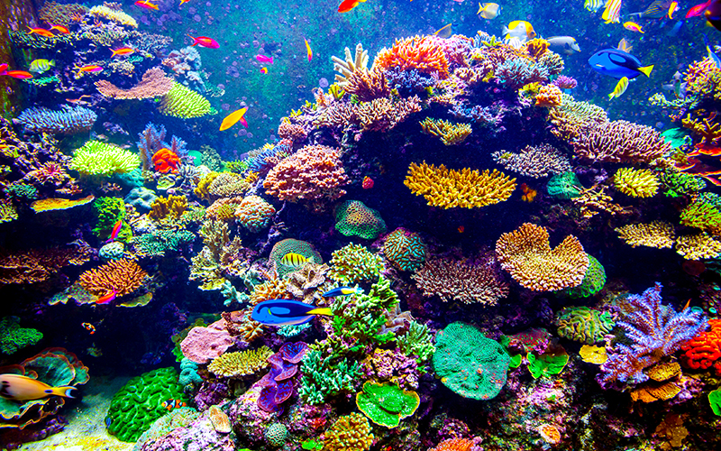 coral reef main 243413038