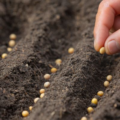 Improving seed resilience