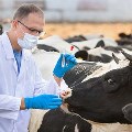 Agriculture as a terrorist target: Time to address vulnerabilities 
