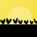 Free-range thinking – leaving the chicken coop 