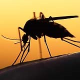 How a grass-roots charity is beating malaria in Zambia 