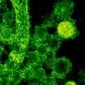 Peptide database opens new treatment possibilities