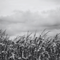 Food production plunges in nuclear winter: New study finds